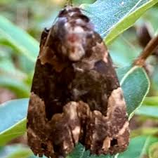 Attēlu rezultāti vaicājumam “Dianema depressum”