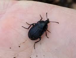 Attēlu rezultāti vaicājumam “Silpha sp.”