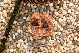 Attēlu rezultāti vaicājumam “Pucciniastrum areolatum”