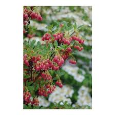 Attēlu rezultāti vaicājumam “Enkianthus campanulatus”