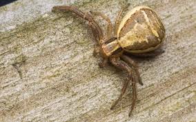 Attēlu rezultāti vaicājumam “Xysticus ulmi”