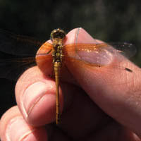 Attēlu rezultāti vaicājumam “Sympetrum sanguineum female”