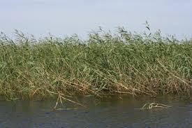 Attēlu rezultāti vaicājumam “Harpanthus flotovianus cells”