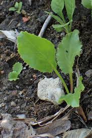 Attēlu rezultāti vaicājumam “Eryngium planum leaf”