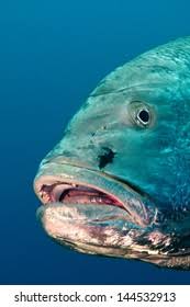 Image result for Lutjanus novemfasciatus