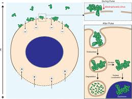 Attēlu rezultāti vaicājumam “Diderma simplex macro”