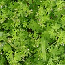 Attēlu rezultāti vaicājumam “Geranium pusillum”