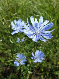 Image result for Cichorium intybus