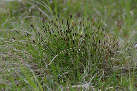 Attēlu rezultāti vaicājumam “Schoenus ferrugineus bud”