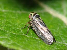 Attēlu rezultāti vaicājumam “Auchenorrhyncha”