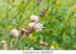Attēlu rezultāti vaicājumam “Cirsium arvense flower”