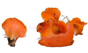 Attēlu rezultāti vaicājumam “Tremiscus helvelloides”