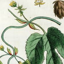 Attēlu rezultāti vaicājumam “Humulus lupulus”