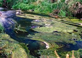 Attēlu rezultāti vaicājumam “Cladophora glomerata”