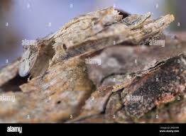 Attēlu rezultāti vaicājumam “Alydus calcaratus imago”