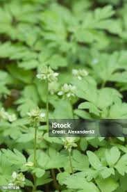 Attēlu rezultāti vaicājumam “Adoxa moschatellina flower”