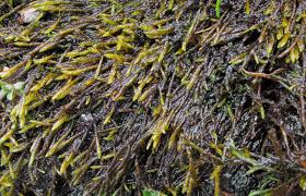 Attēlu rezultāti vaicājumam “Drepanocladus trifarius”