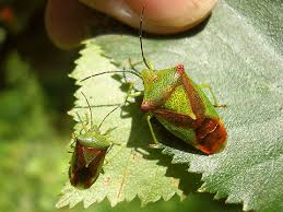 Attēlu rezultāti vaicājumam “Acanthosoma haemorrhoidale”