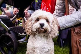 Image result for Chaddesley Corbett Sports Club