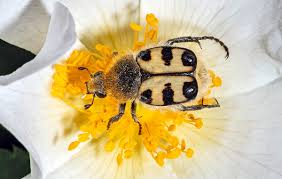 Attēlu rezultāti vaicājumam “Trichius fasciatus”