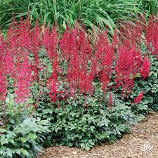 Image result for Astilbe