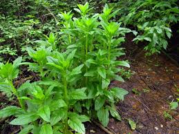 Attēlu rezultāti vaicājumam “Scrophularia umbrosa”