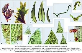 Attēlu rezultāti vaicājumam “Orthotrichum pumilum”