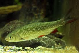 Attēlu rezultāti vaicājumam “Leuciscus idus”