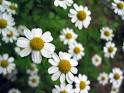 Chamomile Tea