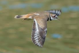 Image result for Charadrius vociferus