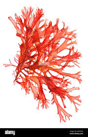 Attēlu rezultāti vaicājumam “Rhodophyta”