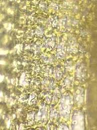 Attēlu rezultāti vaicājumam “Tortula lingulata”