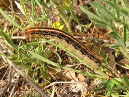 Attēlu rezultāti vaicājumam “Malacosoma castrensis larva”