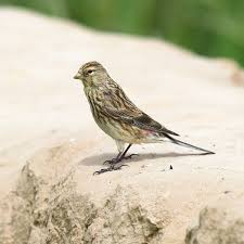 Image result for twite photo