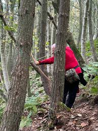 Image result for Row Brow Field Archery