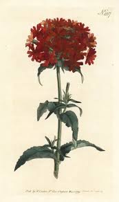 Attēlu rezultāti vaicājumam “Silene chalcedonica fruit”