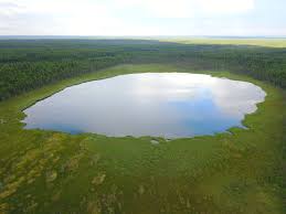 Attēlu rezultāti vaicājumam “Harpanthus flotovianus cells”