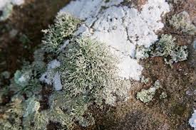 Attēlu rezultāti vaicājumam “Ramalina calicaris”