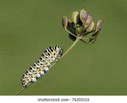 Attēlu rezultāti vaicājumam “Papilio machaon larva”