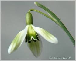 Attēlu rezultāti vaicājumam “Galanthus nivalis bud”