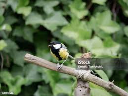 Attēlu rezultāti vaicājumam “Parus major male”