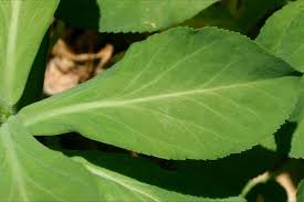 Attēlu rezultāti vaicājumam “Euphorbia helioscopia leaf”