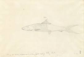 Image result for Albula vulpes