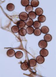 Attēlu rezultāti vaicājumam “Diderma subincarnatum”