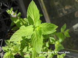 Attēlu rezultāti vaicājumam “Mentha spicata leaf”