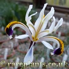 Attēlu rezultāti vaicājumam “Iris rosenbachiana flower”