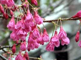 Image result for 緋寒桜