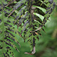 Attēlu rezultāti vaicājumam “Milesina murariae”