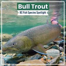 Image result for Salvelinus confluentus