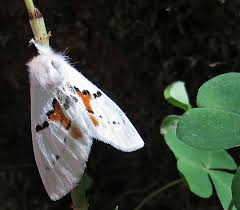 Attēlu rezultāti vaicājumam “Agonopterix hypericella imago”